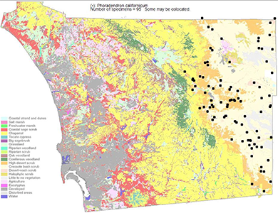 Phoradendron californicum map: SDPA